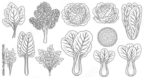 Variety of leafy vegetable illustrations.