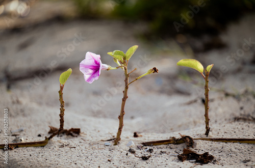 A single pink flower emerges gracefully from the sandy soil, highlighting resilience and beauty amidst its surroundings of pushing through tough conditions.