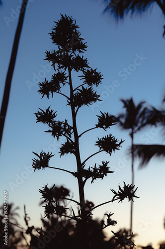 A tall plant silhouette stands out against a vibrant twilight sky, symbolizing the transition from day to night, capturing a moment of calm stillness in nature.