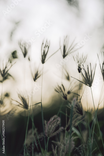 Tall grasses stretch elegantly towards the evening skyline, captured in soft focus, evoking that fleeting moment of day's end and the softness of twilight ambiance.