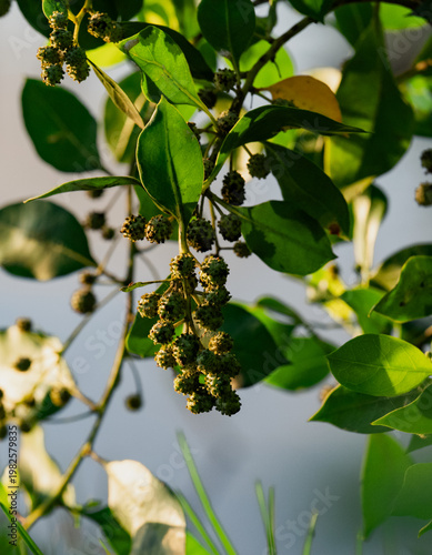 A close-up capture of green leaves adorned with clusters of berries, representing abundance and the beauty of nature's gifts, rich in color and texture.