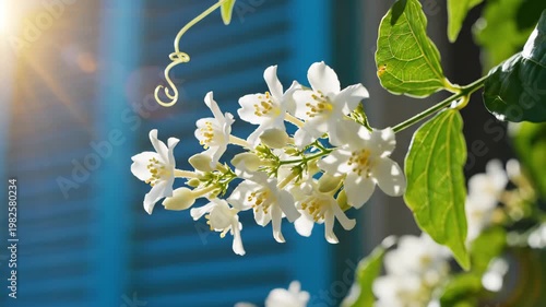White jasmine blossoms swaying in sunlight by blue window shutters 4K Video