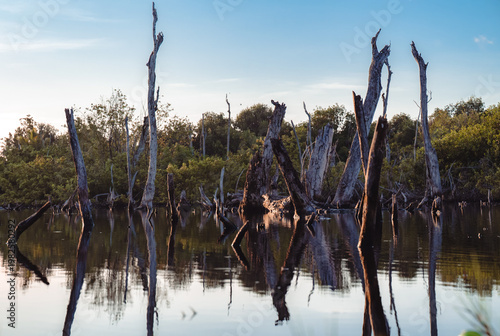 This stunning image captures the tranquil reflections of skeletal trees in a serene wetland, blending nature's beauty with a sense of mystery and peace.