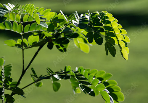 This captivating image features verdant green leaves lit by sunlight, showcasing the intricate details and textures found in lush nature, perfect for nature lovers' collections.