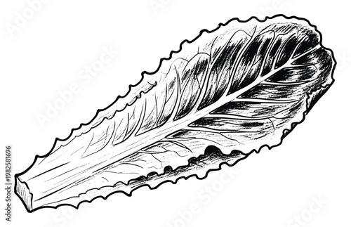 Single romaine lettuce leaf black and white handdrawn sketch perfect for natural food product packaging, fresh produce market promotions, and vegan recipe book graphics.