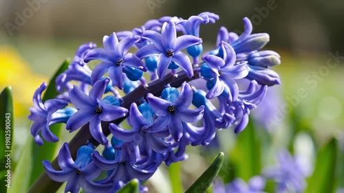 Blue Hyacinth Flower Blooming in Sunny Spring Garden 4K Video