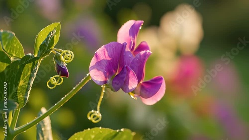 Purple Sweet Pea Flower Swaying in Sunny Garden 4K Video