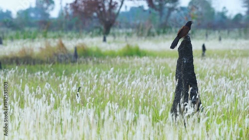 Brown Bird Perched on Termite Mounds in Lush Green Field Landscape Scene