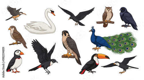 Dynamic collection of various bird species featuring a graceful swan, wise owl, vibrant peacock, puffin, toucan, and falcon, perfect for educational content and nature themed projects.