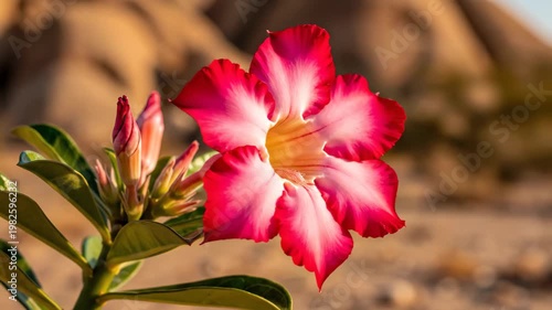 Pink Desert Rose flower swaying in arid rocky landscape 4K Video
