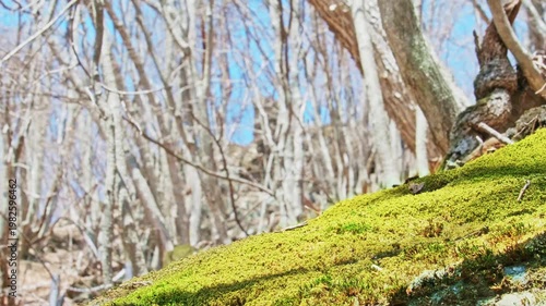 山道で偶然目にした美しい景色
