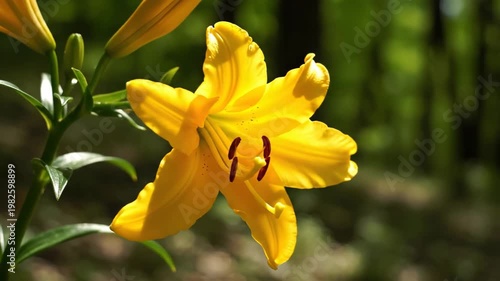 Vibrant Yellow Lily Flower Swaying in Sunny Forest Garden 4K Video