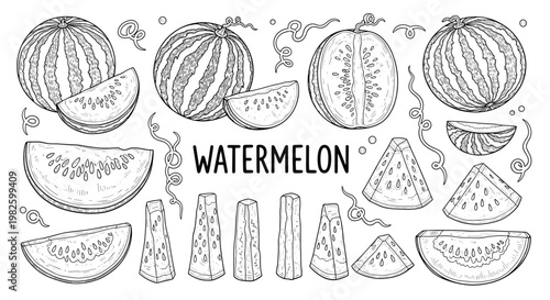 Large collection of watermelon line art drawings including whole fruits, slices, and wedges with decorative vines and swirls.