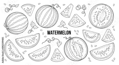 Detailed black and white line art of watermelons and slices with many seeds and leaves, suitable for botanical sketches or coloring.