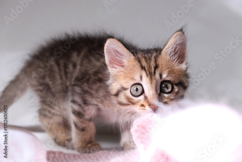 Close-up portrait of cute fluffy baby kitten, funny pets, bedding, amazing blue eyes. Lovely domestic cat. Mixed breed, maine coon, norwegian forest cat