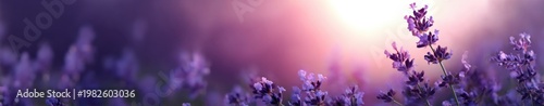 Vibrant purple lavender blooming under soft golden sunset glow