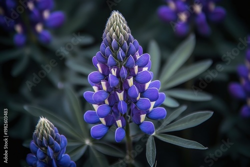 serene close-up of two vibrant purple lupine flower spikes with palmate green leaves and soft-focus dark background