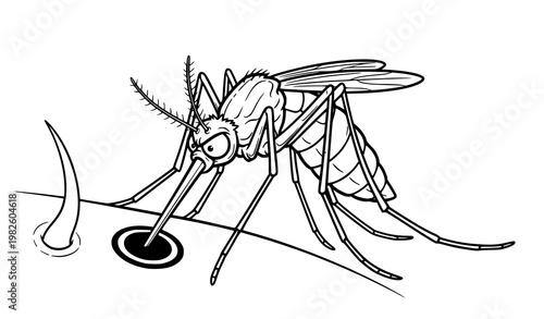A detailed vector illustration of a mosquito sucking blood from a human skin