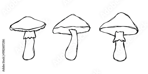 Hand drawn mushroom doodle set Botanical illustration Cute autumn mushroom Healthy eco food Organic vegetarian food For stickers, greeting card, design, print, packaging, decor, kids books