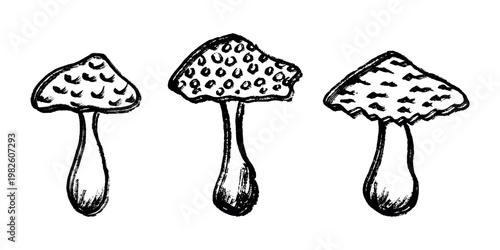 Hand drawn mushroom doodle set Botanical illustration Cute autumn mushroom Healthy eco food Organic vegetarian food For stickers, greeting card, design, print, packaging, decor, kids books