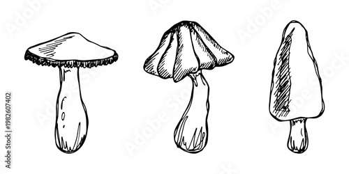 Hand drawn mushroom doodle set Botanical illustration Cute autumn mushroom Healthy eco food Organic vegetarian food For stickers, greeting card, design, print, packaging, decor, kids books