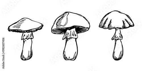 Hand drawn mushroom doodle set Botanical illustration Cute autumn mushroom Healthy eco food Organic vegetarian food For stickers, greeting card, design, print, packaging, decor, kids books