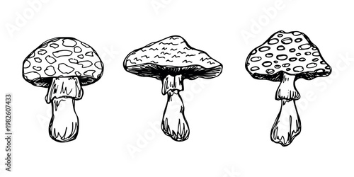 Hand drawn mushroom doodle set Botanical illustration Cute autumn mushroom Healthy eco food Organic vegetarian food For stickers, greeting card, design, print, packaging, decor, kids books