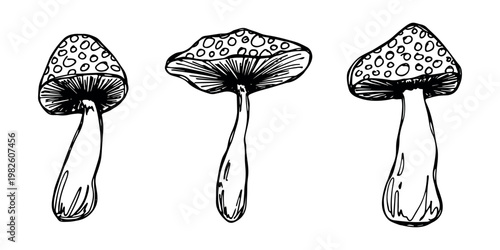 Hand drawn mushroom doodle set Botanical illustration Cute autumn mushroom Healthy eco food Organic vegetarian food For stickers, greeting card, design, print, packaging, decor, kids books