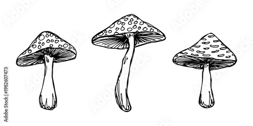 Hand drawn mushroom doodle set Botanical illustration Cute autumn mushroom Healthy eco food Organic vegetarian food For stickers, greeting card, design, print, packaging, decor, kids books