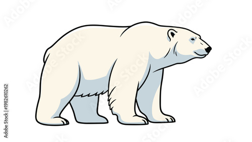 Realistic illustration of large white polar bear walking on white background showing its muscular build and black nose.