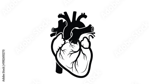 Anatomical illustration of human heart in black and white showing major arteries and ventricles on plain white background.