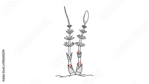 Detailed line drawing of two field horsetail plants growing from ground against clean white background for botanical study.