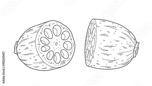 Two halves of a lotus root showing the characteristic hole pattern inside depicted in a black and white line drawing.