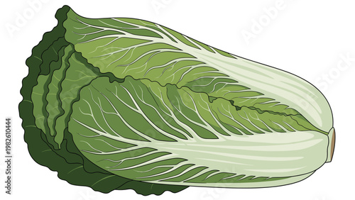 Large fresh napa cabbage with detailed leaf textures and veins shown in a colorful organic illustration on white.