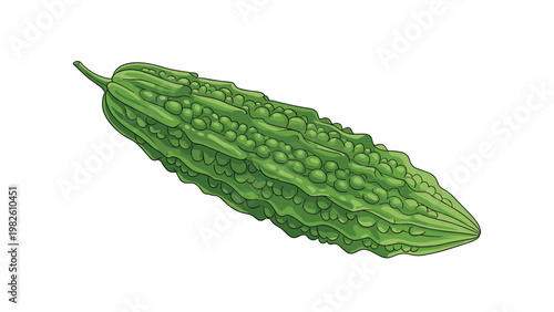 Long green bitter melon or goya with bumpy skin texture shown in a detailed color illustration on a white background.