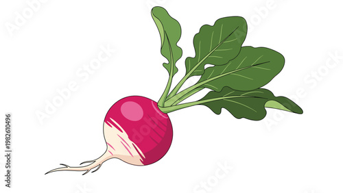 Single red and white radish with green leaves shown in a detailed color illustration isolated against a white background.