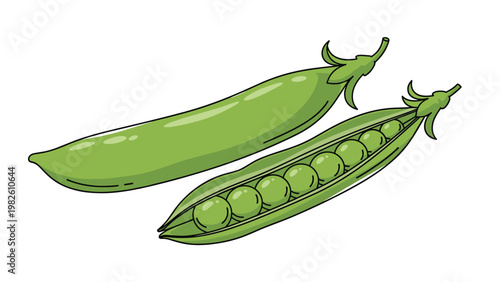 Two fresh green pea pods with one pod open to show the round green peas inside in a detailed botanical vegetable illustration.