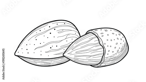 Detailed black and white line art illustration of two almond nuts including one partially in its shell for culinary or health use.
