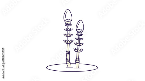 Delicate botanical line art drawing of field horsetail plants showing their unique segmented stems and spore-bearing cones at the tips.