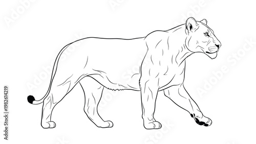 Realistic line art profile drawing of a muscular lioness walking with a powerful and graceful stride on a clean white background.