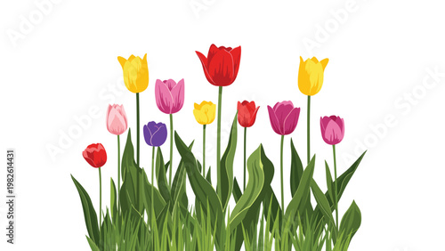 Vibrant field of blooming tulips in various colors like red, yellow, and purple growing in green grass for spring nature and garden themes.