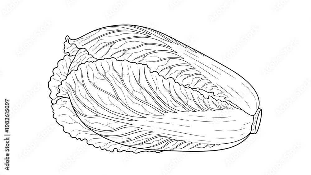 Fototapeta premium Detailed black and white line drawing of a fresh napa cabbage shows the texture of its leafy layers and vegetable structure.