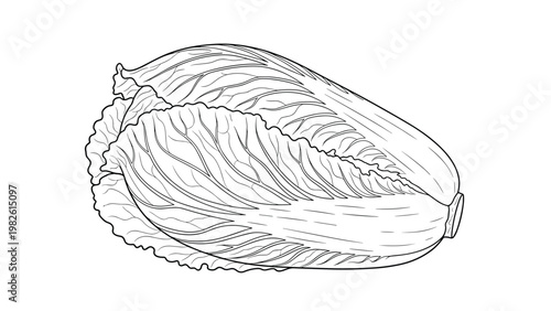 Detailed black and white line drawing of a fresh napa cabbage shows the texture of its leafy layers and vegetable structure.