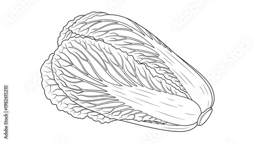 Detailed black and white line art of a whole napa cabbage shows the intricate texture of its leaves, making it ideal for coloring book pages.