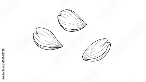 Small group of buckwheat seeds is shown in a simple black and white line art style, highlighting their distinctive triangular grain shape.