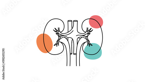 Abstract medical illustration shows the human kidneys and urinary system with colorful shapes in the background to represent organ health.