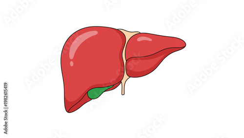 Human liver with a gallbladder is depicted in a clear and colorful medical illustration style for educational and healthcare resources.