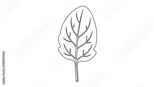 Single fresh spinach leaf with detailed veins is shown in a clean black and white line art illustration for healthy vegetable concepts.