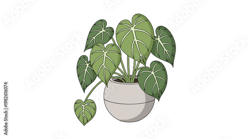 Monstera deliciosa houseplant illustration with large green heart shaped leaves in a modern round grey ceramic pot isolated on white background.