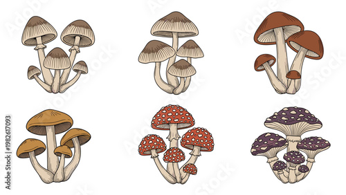 Detailed botanical illustration set of various mushroom species including forest fungi and red fly agarics with intricate sketches.
